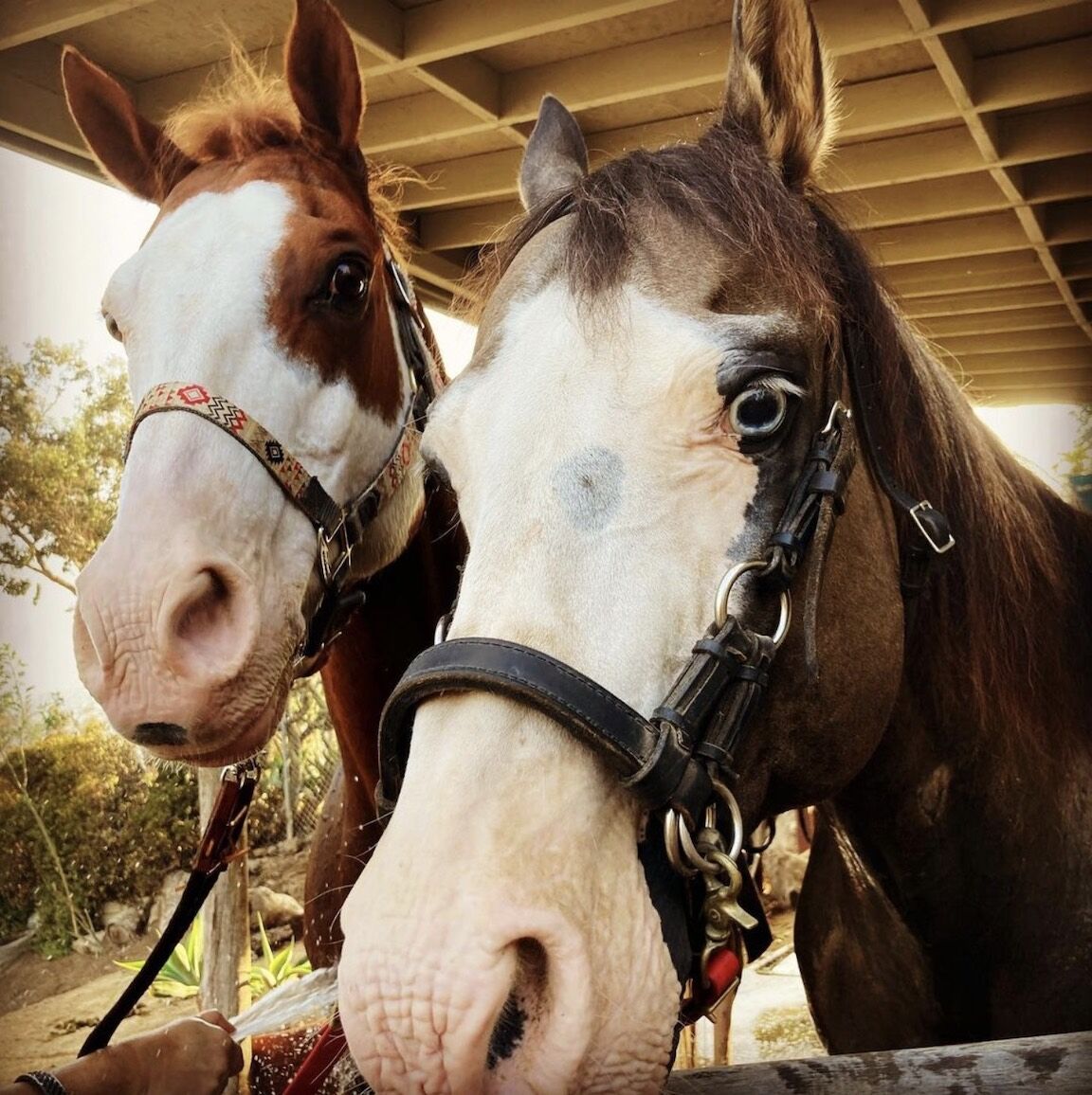 Rescued horses at the Elysian ark Stables Co-Op